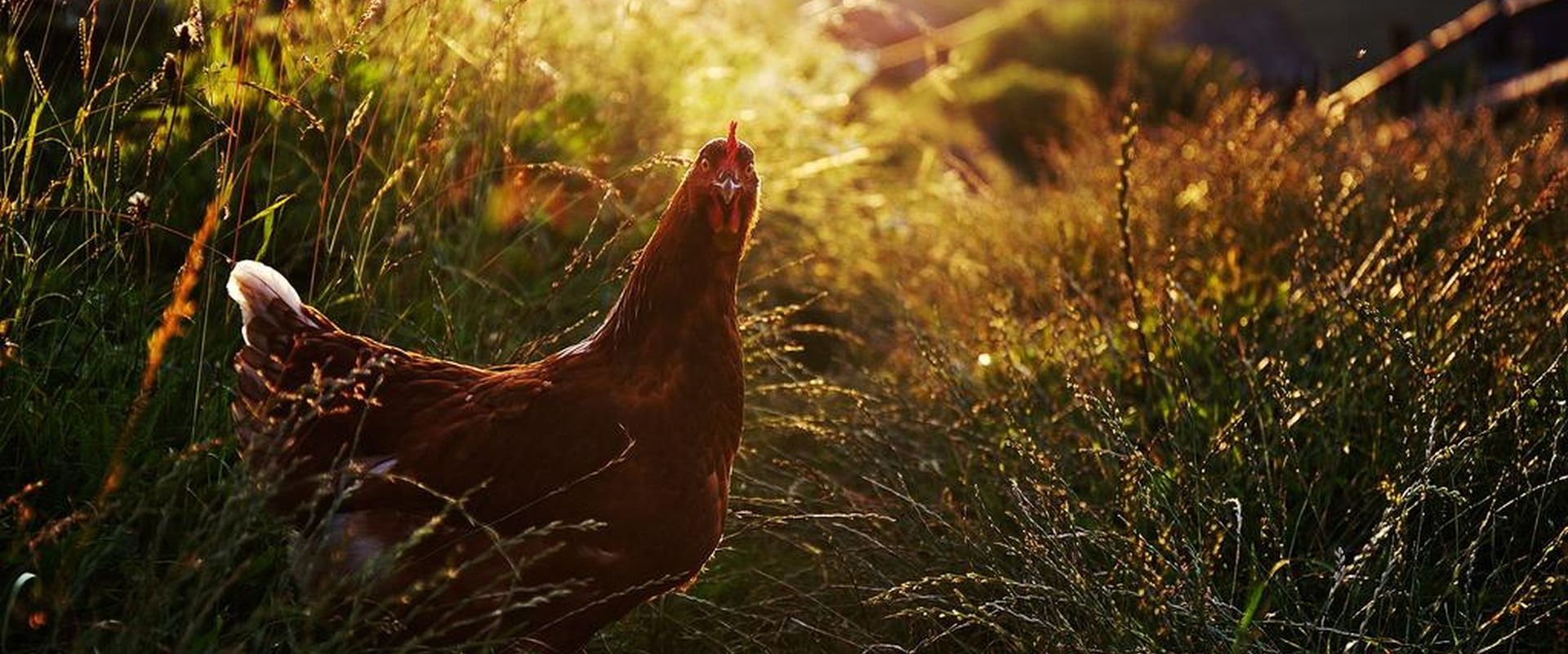 consigo todos os dias