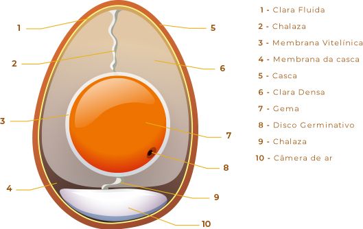 Anatomia do ovo